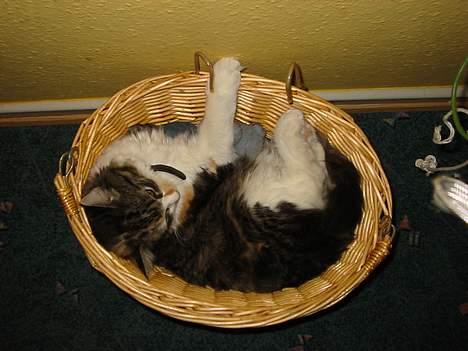 Blanding af racer Kida - God nat... =) billede 2