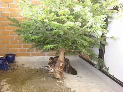 Blanding af racer Kida - Gemmeleg med Mille... billede 3