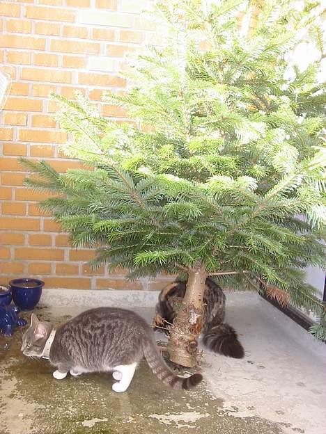 Blanding af racer Kida - Hey Mille, kom og find mig ! billede 4