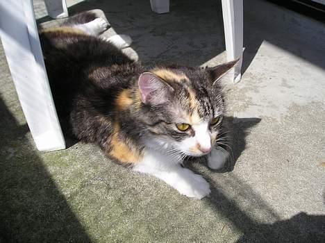 Blanding af racer Kida - Man har da lov til at sole sig, ikk? =) billede 5