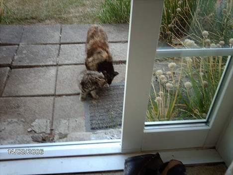 Huskat mimsemor(missemor) - vasker min lille killing billede 1