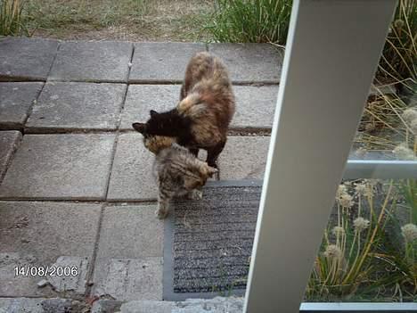 Huskat mimsemor(missemor) - vaske vaske lille killing billede 2