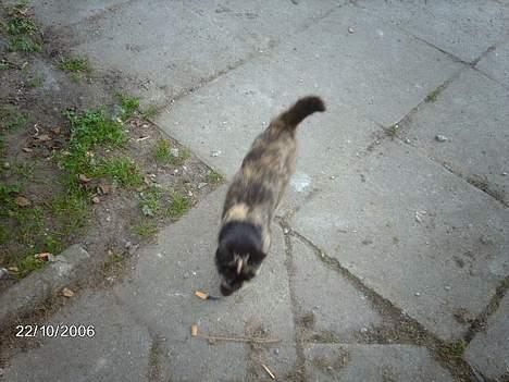 Huskat mimsemor(missemor) - det er så svært at tage billeder af hende for hun kan ikke sidde stille 2 sek. billede 3