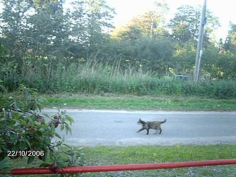 Huskat mimsemor(missemor) - NØØØØN OG HER KOMMER MISSEN OVER STREGEN MEN HUN FORTSÆTTER BAR!! DER ER UTROLIGT!! HUN HAR VUNDET GRANDPRIX I KATTELØB ;) billede 5