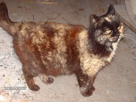 Huskat mimsemor(missemor) - et billede af dronningen:´) billede 6