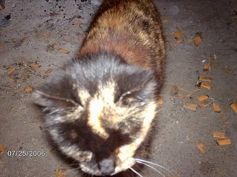 Huskat mimsemor(missemor) - oopss.. lidt for tæt på=) billede 7