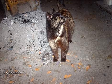 Huskat mimsemor(missemor) - tjalfe!! kan du SÅ se at komm ned deroppe fra!! nu!! billede 8