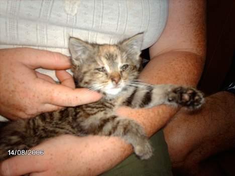 Huskat garfield *hvil i fred* - deejlig 3 mand kæler mig... billede 1