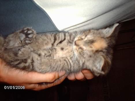 Huskat garfield *hvil i fred* - snoooooooooooooooooooooooooork..=) billede 2