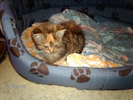 Huskat garfield *hvil i fred* - hunden har sikkert ikke noget imod at jeg låner dens kurv*smil* billede 3