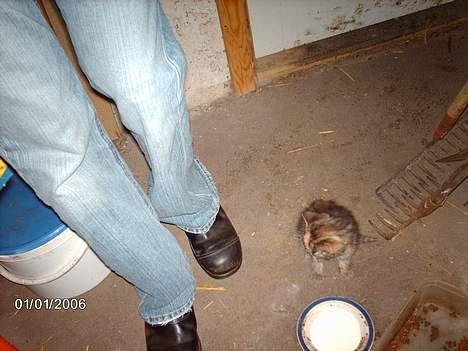 Huskat garfield *hvil i fred* - nøøj.. er der virkelig så højt op?? billede 4