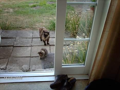 Huskat garfield *hvil i fred* - ej mr1 nu gider jeg ikke vaskes mer.. billede 5