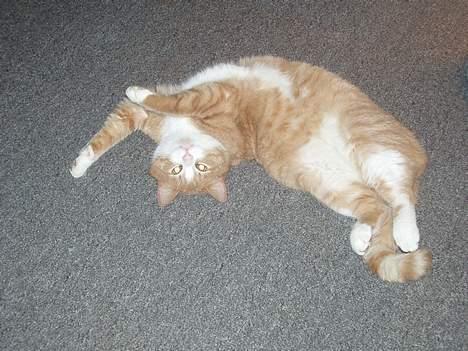 Blanding af racer Tykke billede 1