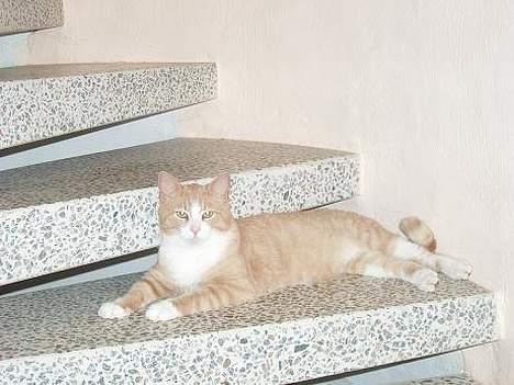 Blanding af racer Tykke billede 2