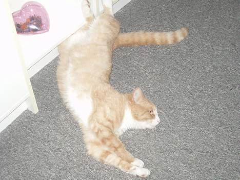 Blanding af racer Tykke billede 3