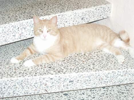 Blanding af racer Tykke billede 4