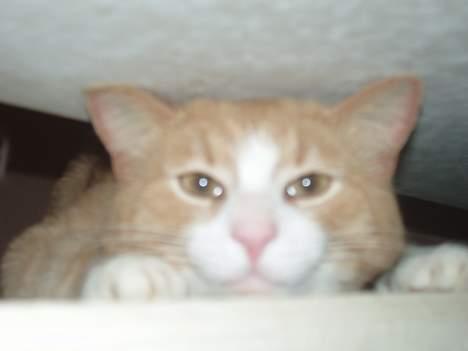 Blanding af racer Tykke billede 5