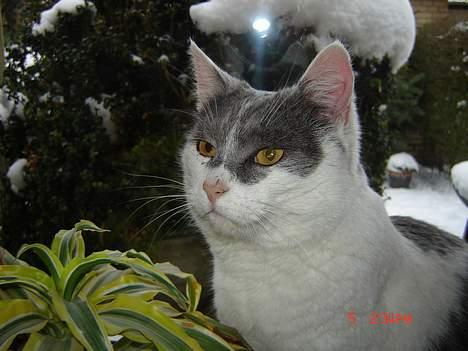 Huskat Simba - Simba leger model på mit værelse, i vinduet, Febuar-06 billede 1