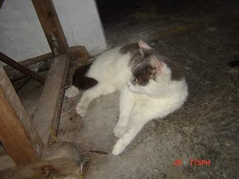 Huskat Simba - årh, stald gulvet er dejligt koldt, når der er varmt i sommerheden (juli-06) billede 2