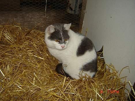 Huskat Simba - Tja, hvordan kom jeg mon herned ? (simba sov, da jeg flyttede ham fra høhækken, og ned i buret med halm. :D)  billede 3
