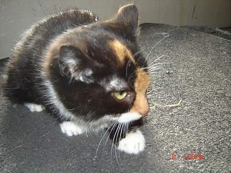 Huskat Smelli billede 1