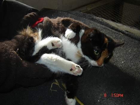 Huskat Smelli billede 2