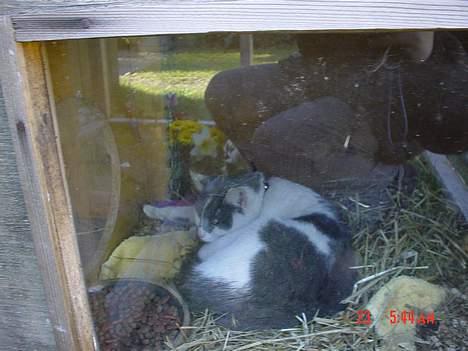 Huskat Simba - Simba sover i sit bur, uhh, han elsker det bur, (han kan selv gå ud/ind (eller springe op/ ned)  billede 4