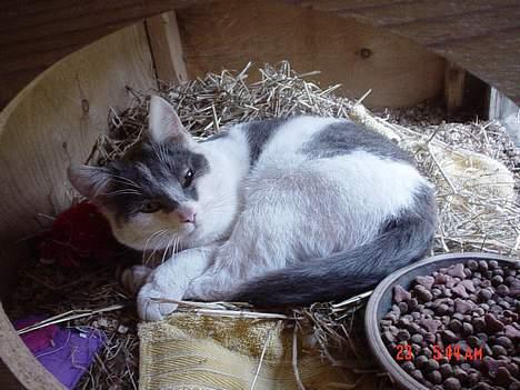 Huskat Simba - igen i sit bur..  billede 5