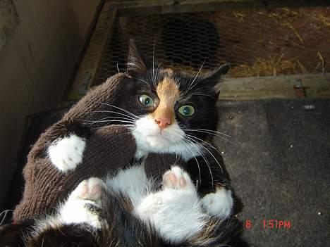 Huskat Smelli - Ja, igen, vi holder hende lige, billedet er taget umiddelbart efter vi fik hende hvor hun var meget sky ,. billede 3