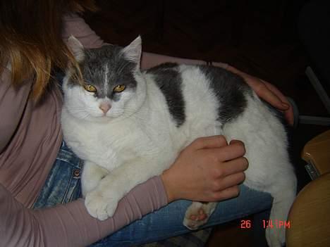 Huskat Simba - Tja, jeg nyder lige at blive nusset for ;D billede 6