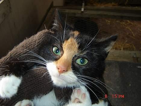 Huskat Smelli - Ja, Smelli, vi holder dig lige så vi kan få et billede af dig, inden du løber igen ;D billede 4