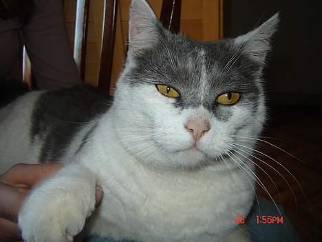 Huskat Simba - Igen, tættere på .. billede 7