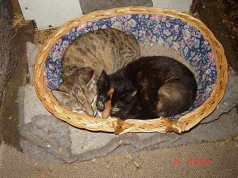 Huskat Smelli - Smelli og hendes søster gråmis, lige da vi havde fået dem, febuar-06 billede 5