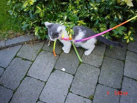 Huskat Simba - Simba da vi lige havde fået ham, her er han 14 uger ..  billede 8