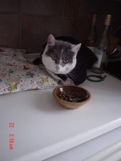 Huskat Simba - Se hvor fin jeg er med ´tæppe´ på, men altså jeg spiser !  billede 9