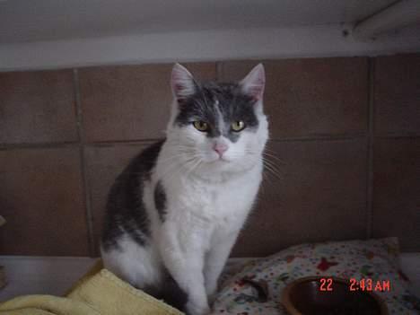 Huskat Simba - Her leger jeg en stolt hankat ;D billede 10