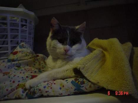 Huskat Simba - Jaa, det er deejliig at sove på en pude med tæppe ;D billede 11