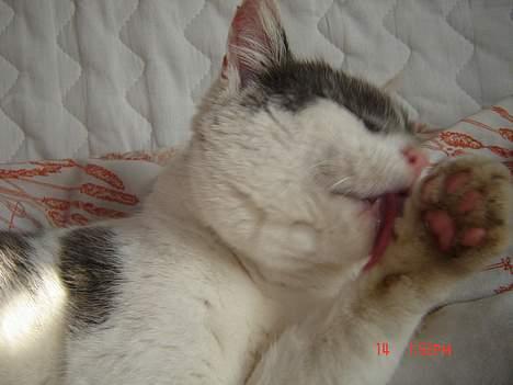 Huskat Simba - Vaske potter skal også til ..  billede 12