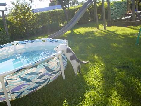 Huskat Simba - Simba tjekker lige om der er lige så meget vand i badebasinget som der var igår ;D sommer-05 billede 13