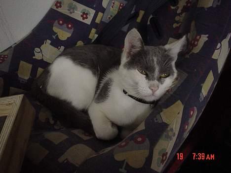 Huskat Simba - Simba 2 år, han hygger sig lige i den gamle barnestol.. billede 14