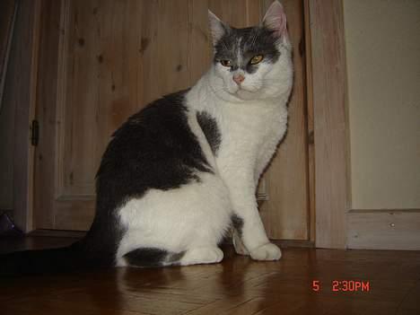 Huskat Simba - Simba ;D billede 15