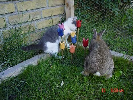 Huskat Simba - Simba som 5 måneders, han elskede at lege med min kanin Ninus :D billede 16