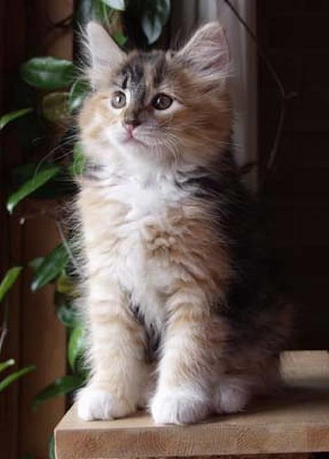 Norsk Skovkat Mizzi - Mizzi 10 uger :-) billede 1