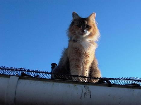 Norsk Skovkat Mizzi - Mizzi oppe på vores tag :-) billede 2