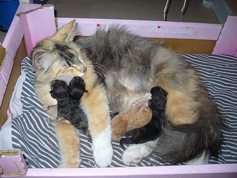 Norsk Skovkat Mizzi - 4 killinger pu-ha hvor er jeg træt!! billede 3