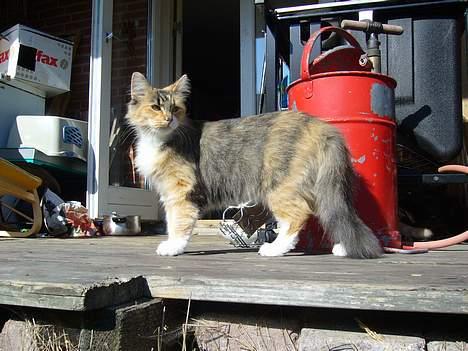 Norsk Skovkat Mizzi - Hvor er de killinger nu henne, 12 uger og ikke til at styrre :-) billede 4