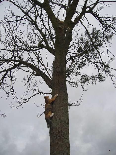 Norsk Skovkat Mizzi - Miav Garfield jeg er hos dig om lidt :-) billede 5
