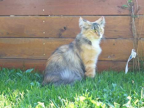 Norsk Skovkat Mizzi - Jeg tager lige en slapper :-) billede 6
