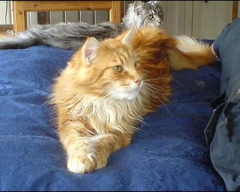 Maine Coon Gugger´s Pascha *Savnes* billede 11