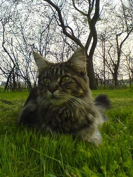 Maine Coon Ankicoon´s Shanti billede 13